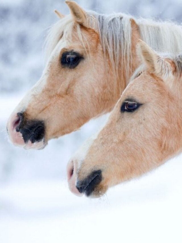 Horse Names for Fillies and Mares