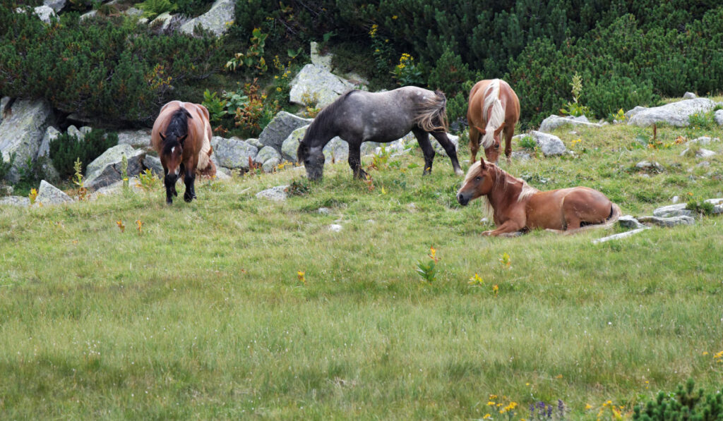 Group of horses resting on the field