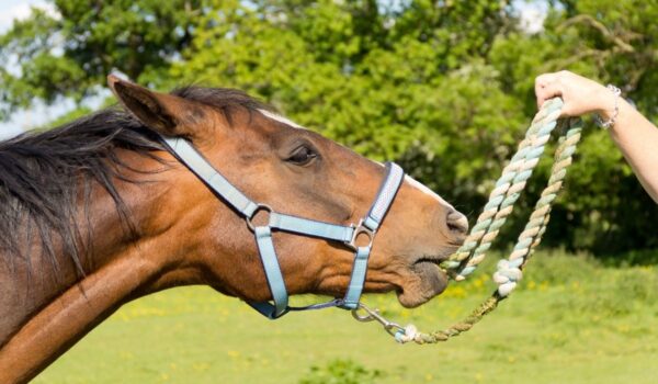What Tack Do You Need for a Horse: Complete Guide - Helpful Horse Hints