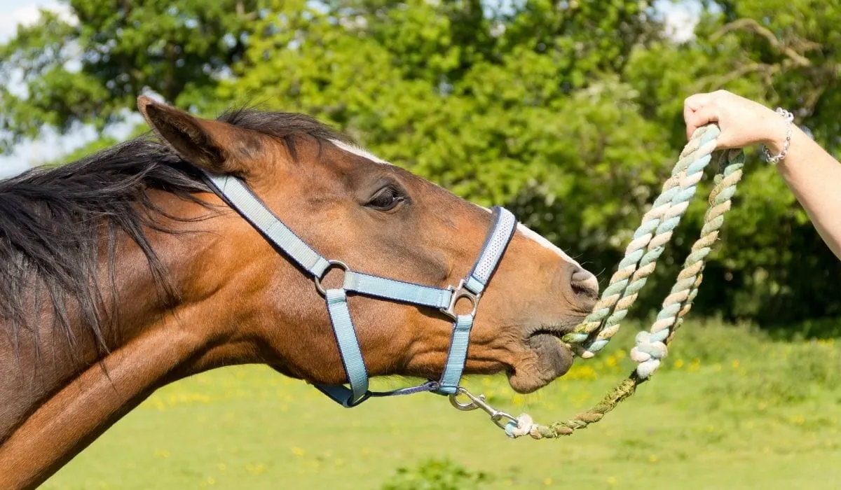 What Tack Do You Need for a Horse Complete Guide Helpful Horse Hints