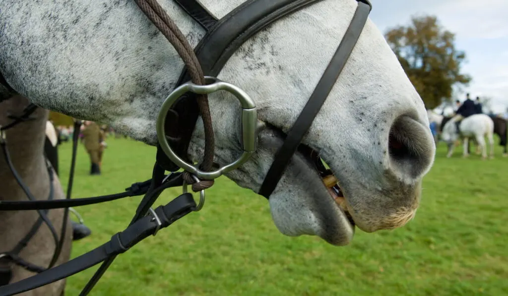 horse and bridle 