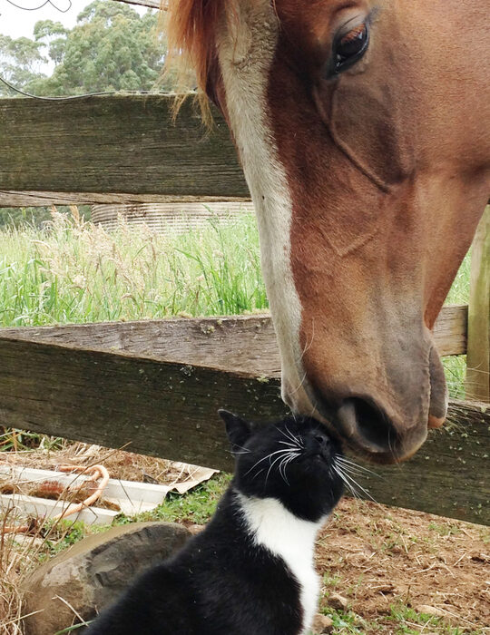 horse-and-cat-nose-to-nose