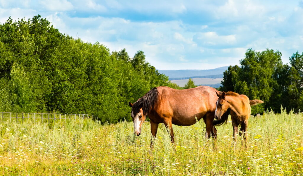 horse and foal in the field