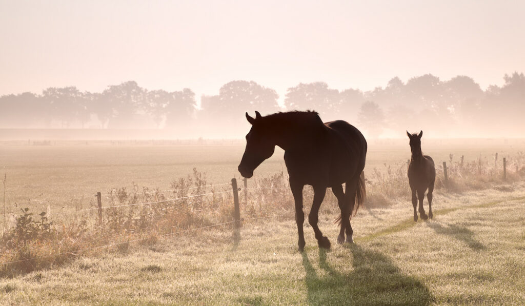 horse and foal silhouette