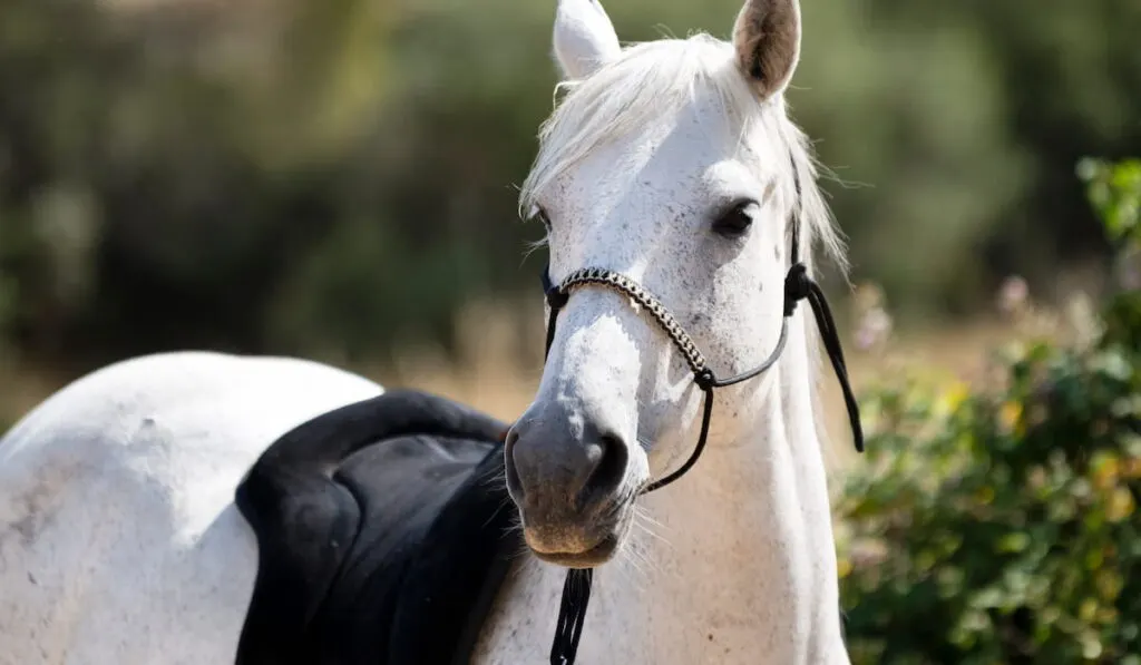 horse and halter 