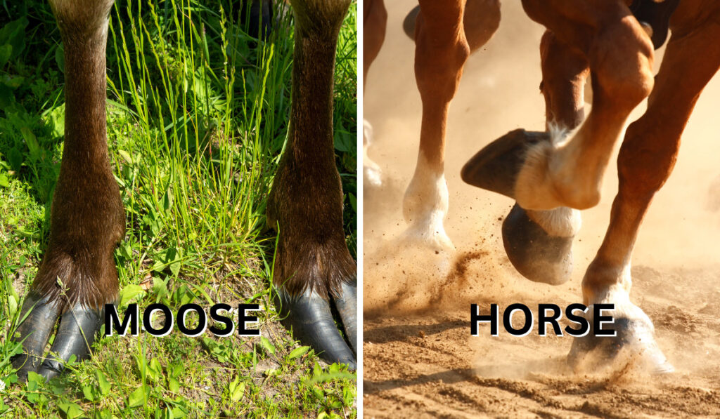 horse and moose hooves