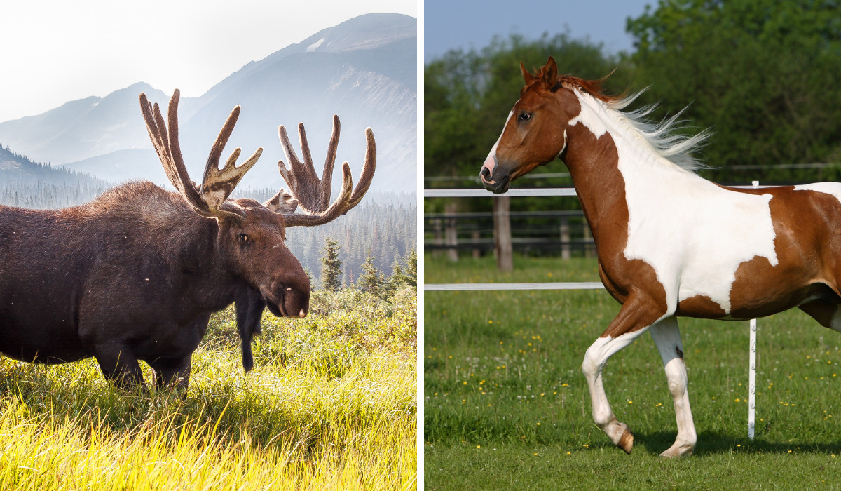 Moose Vs Horse Size Comparison