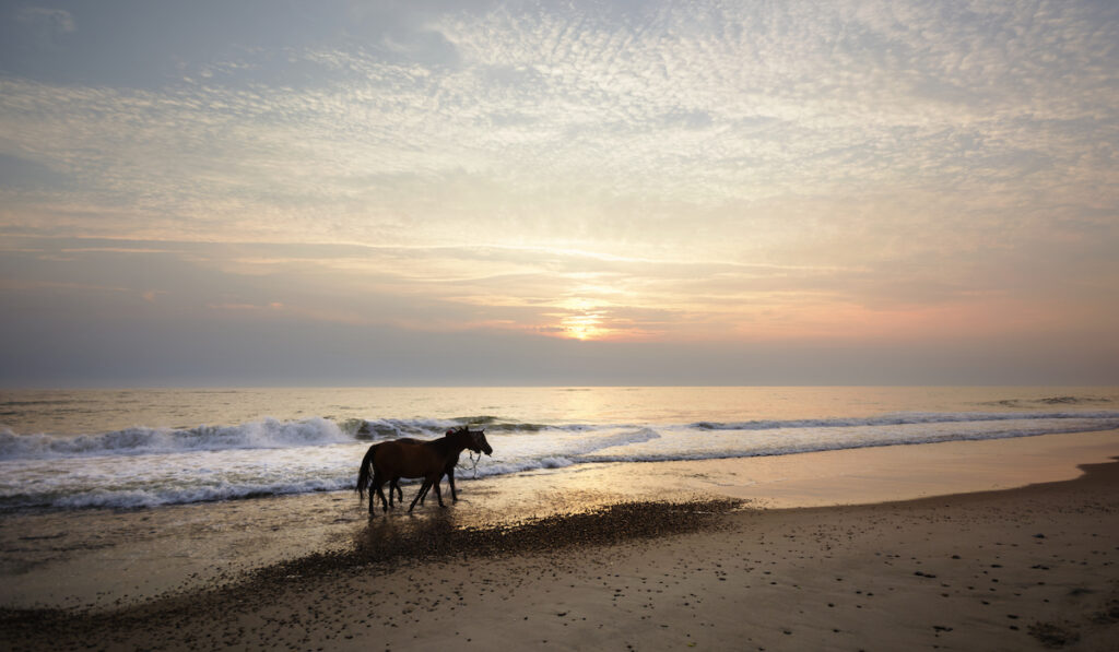 horse at the beach