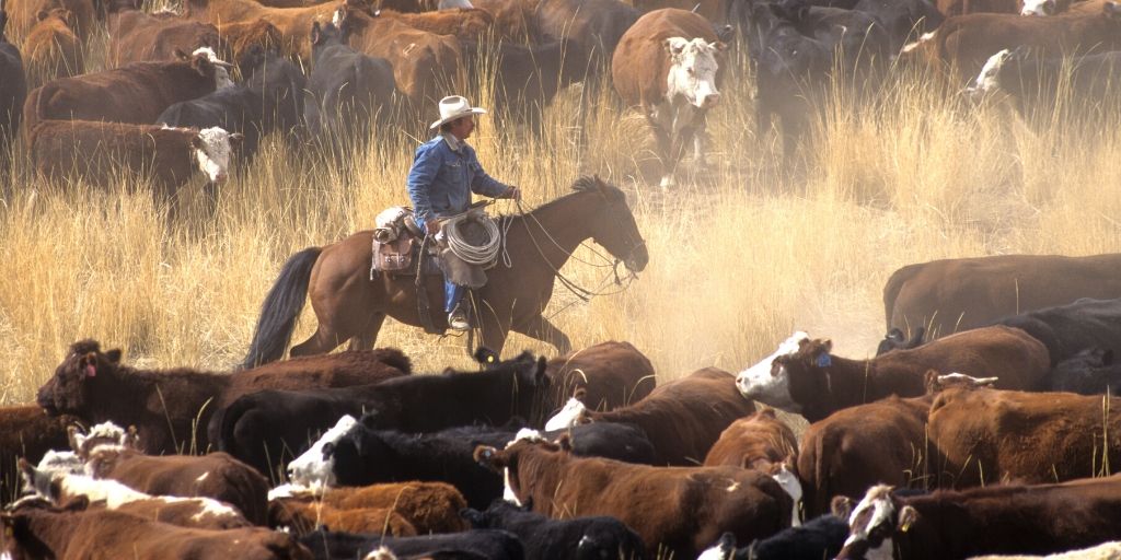 horse at work on a cattle ranch