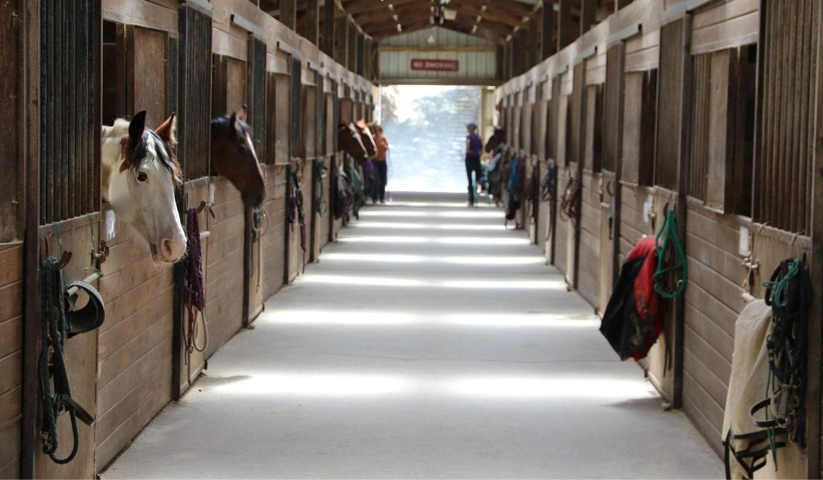 Flooring 101 For Horse Stalls - American Stalls