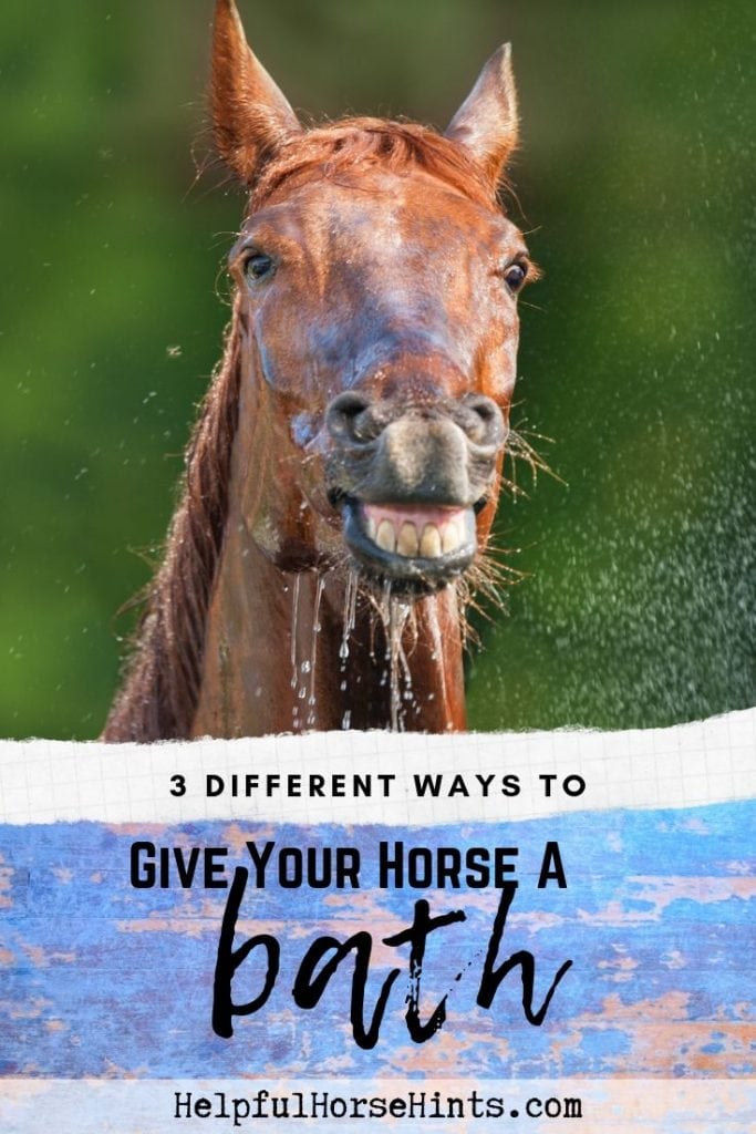 Pinterest pin - horse with wet head showing teeth