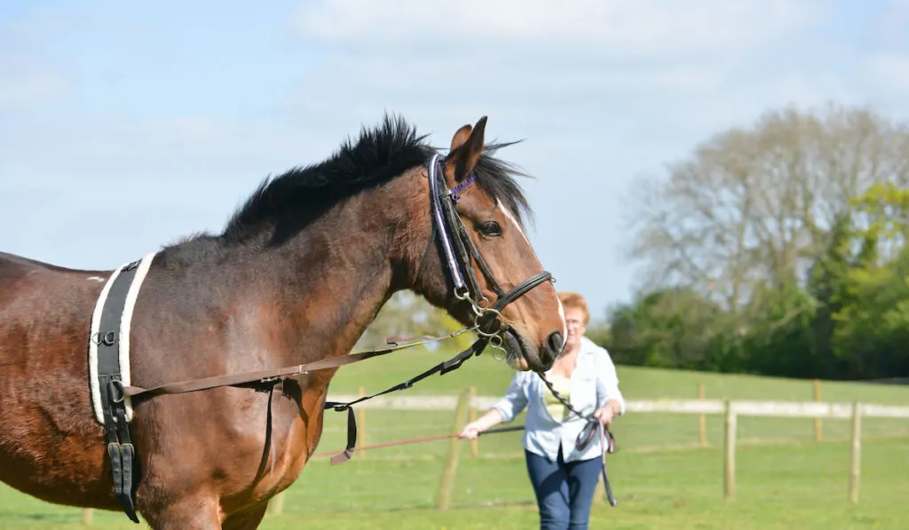 horse being trained in field using lunge line