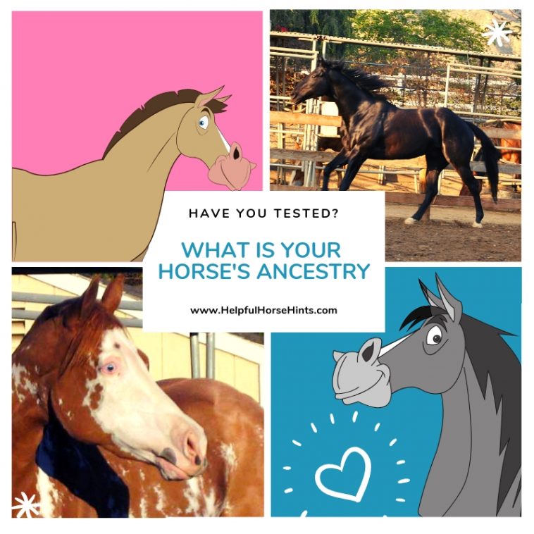Horse DNA Testing Guide to Labs and Available Tests Helpful Horse Hints