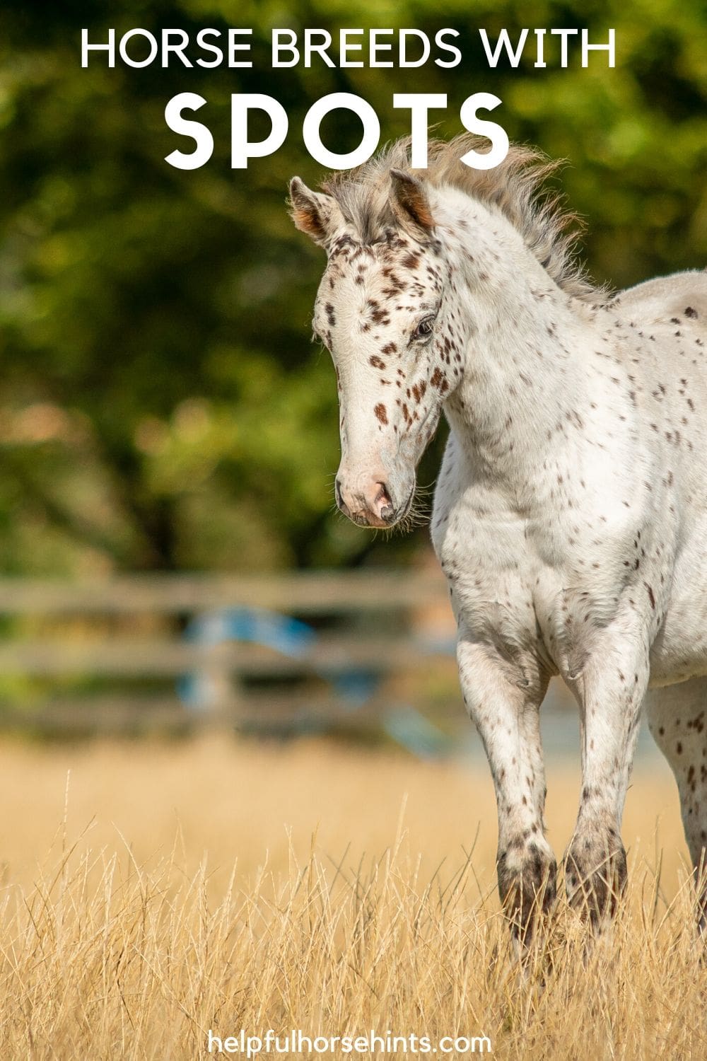 9 Spotted Horse Breeds You'll Love! Helpful Horse Hints