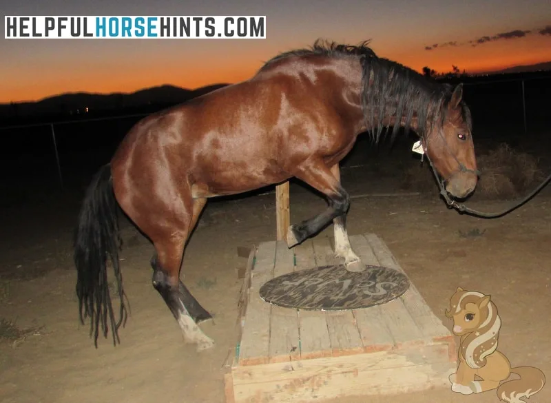 Brown horse walking over the wooden obstacle horse bridge at night time