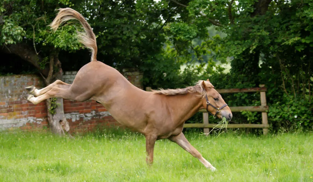 horse bucking while eating grass