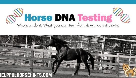 horse dna testing - who can do it