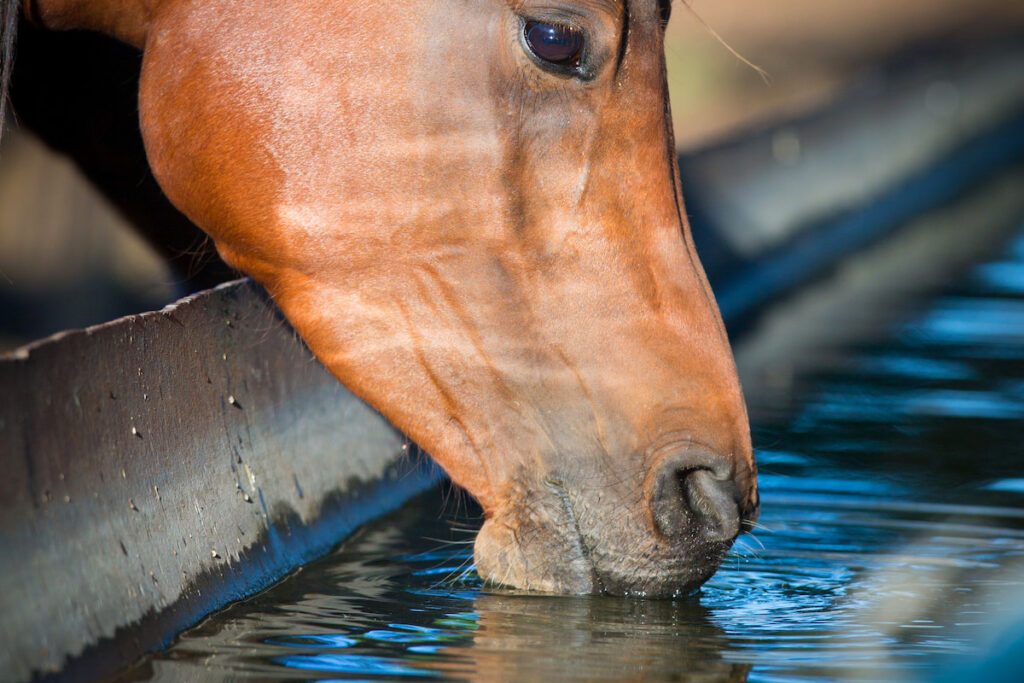 horse drinking water