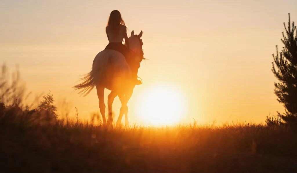 horse during susnet with owner