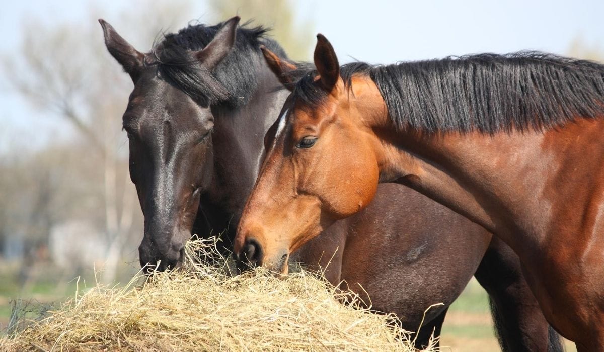 horse eating
