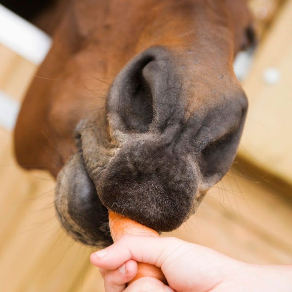 horse eating carrot treat