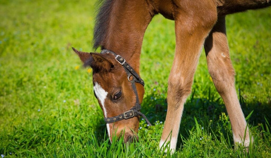 horse eating grass
