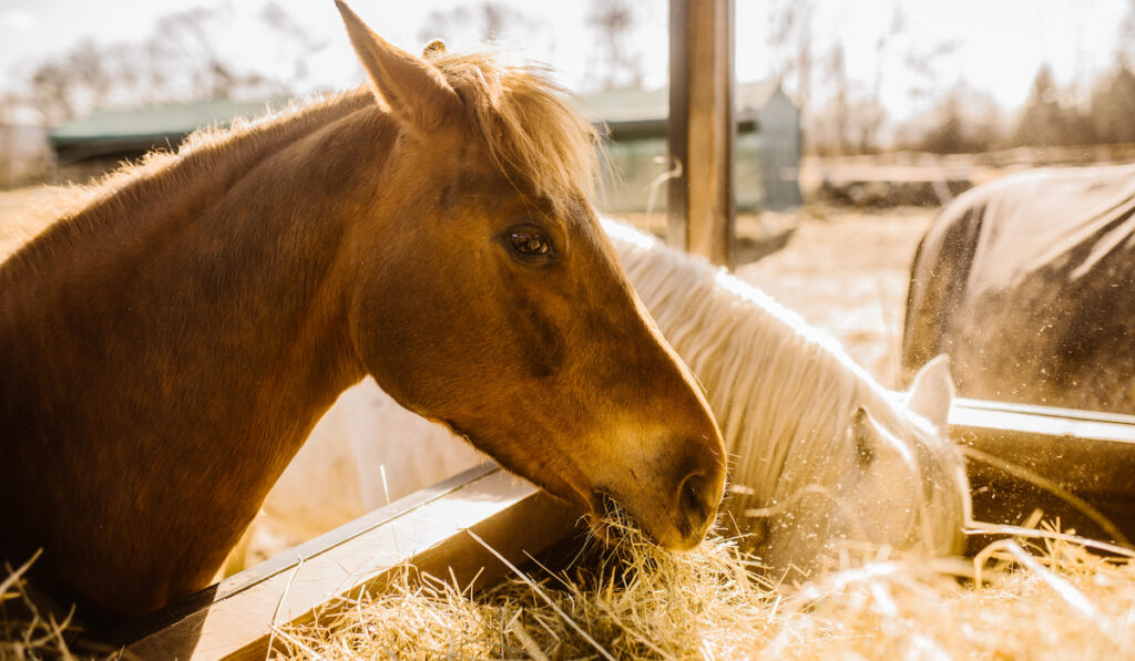 horse eating hay 