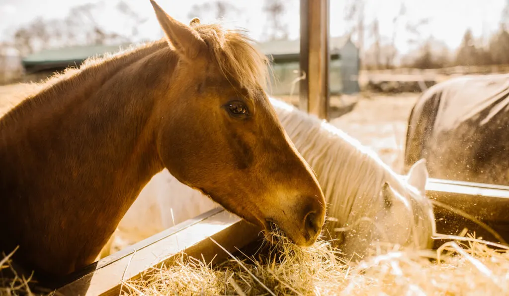 horse eating hay