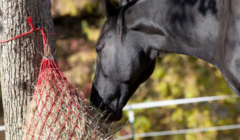 horse eating on haynet