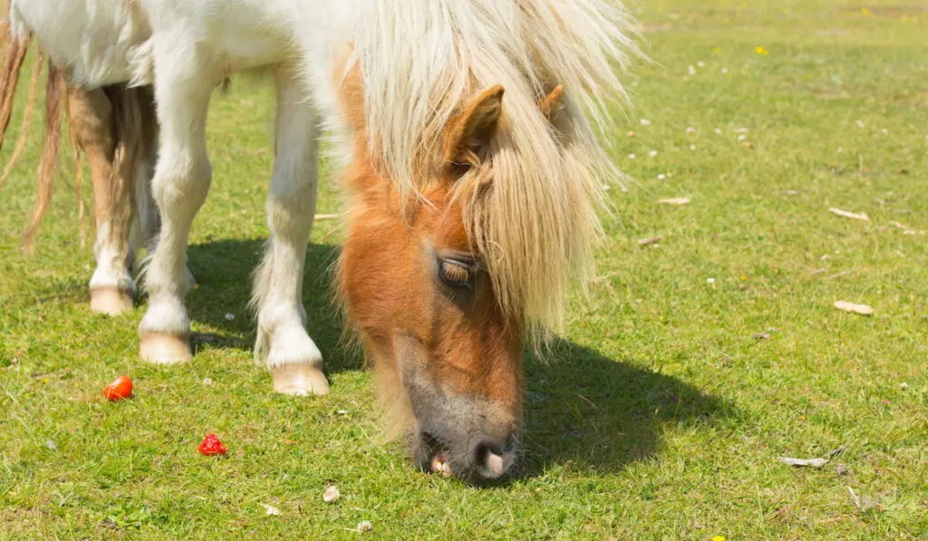 horse eating strawberries