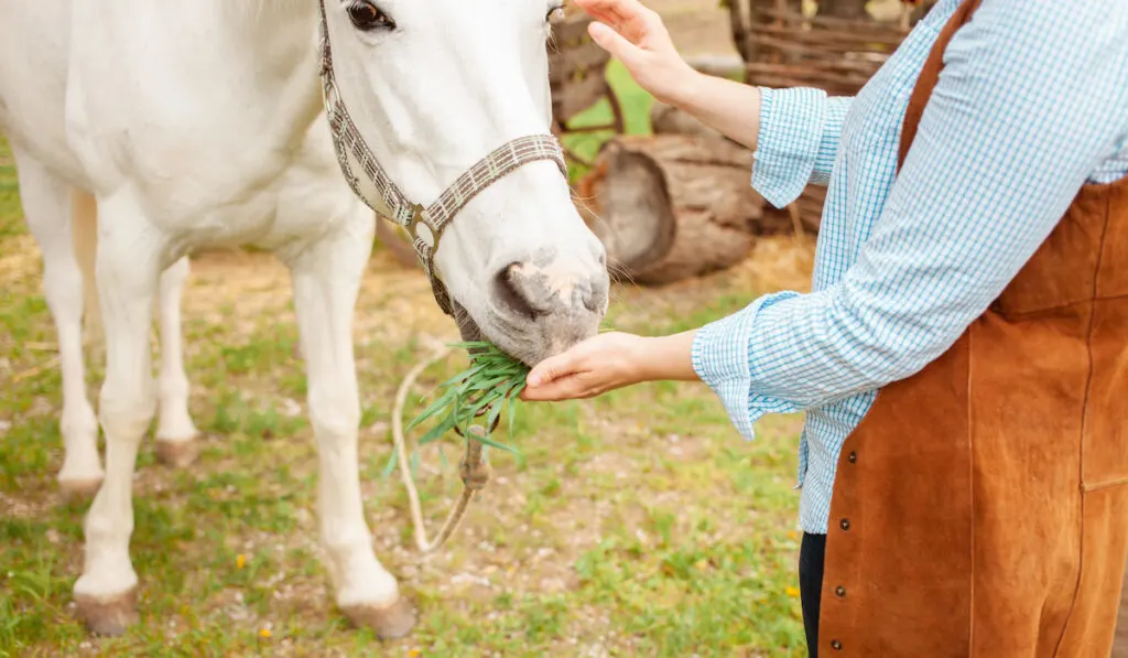 horse eating treat