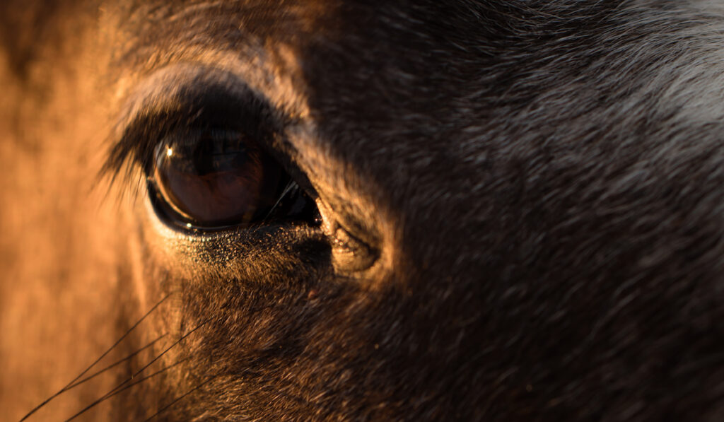 horse eye closeup photo