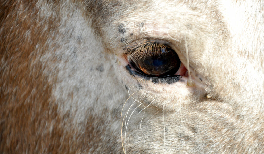 horse eye closup