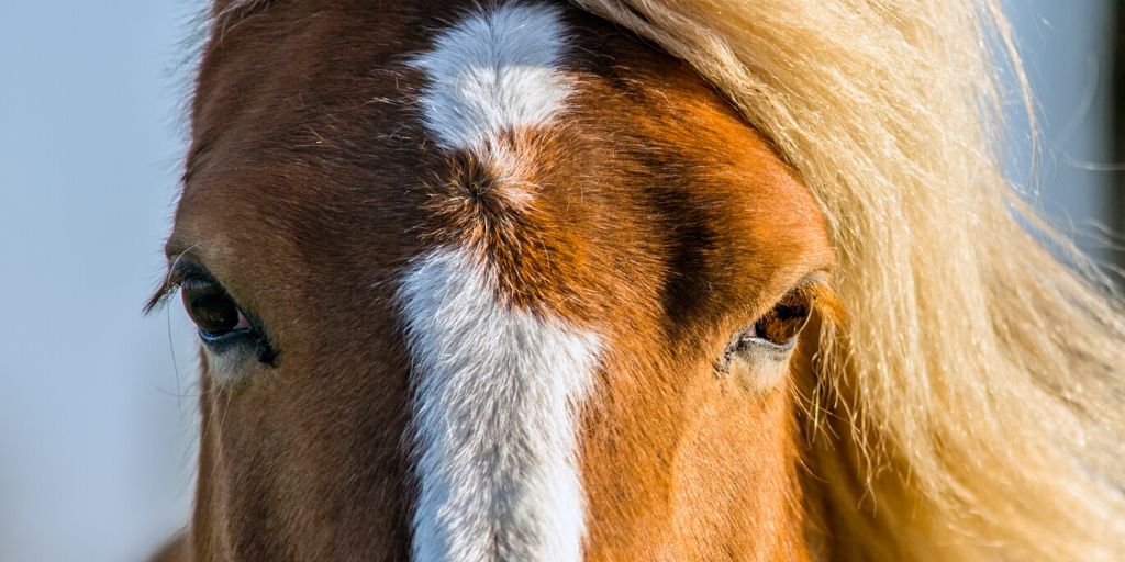 horse eyes photographed creatively