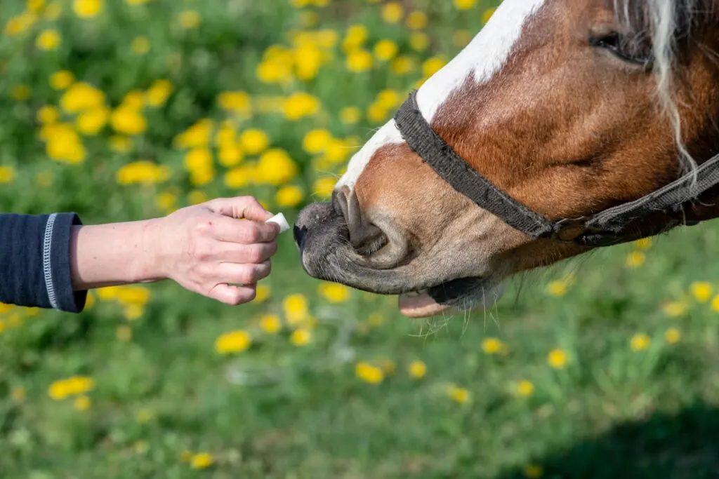 horse feed sugar