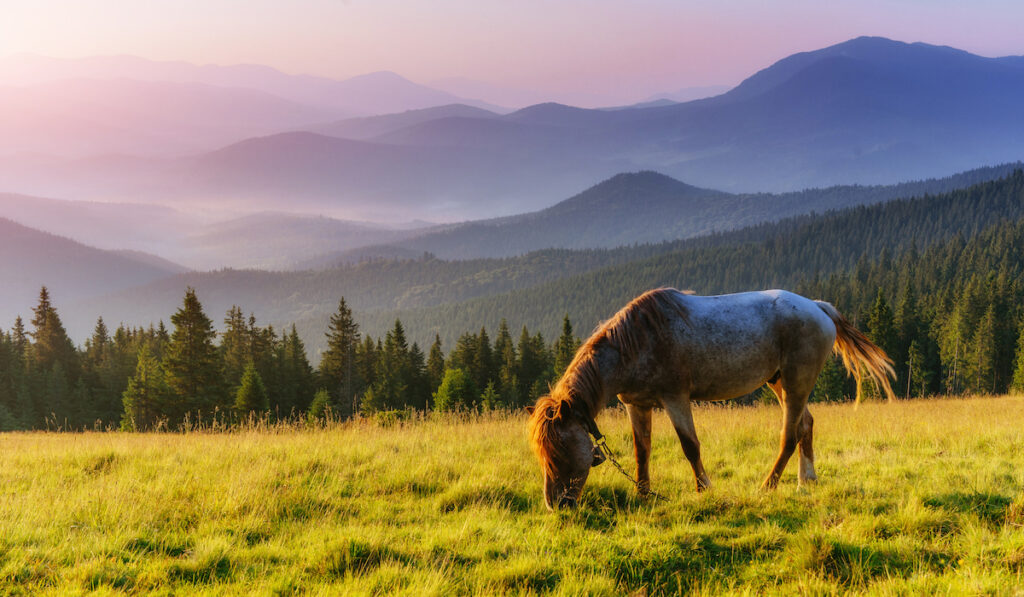 horse feeding on grass