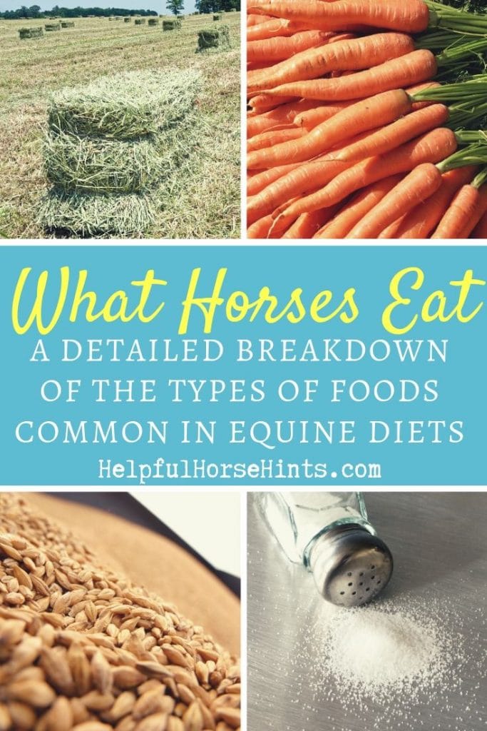 Pinterest pin - Detailed Breakdown of What Horses Eat