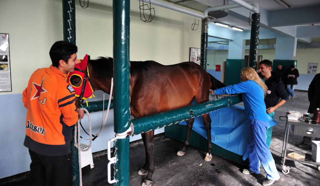 horse gelding surgery procedure with veterinarian