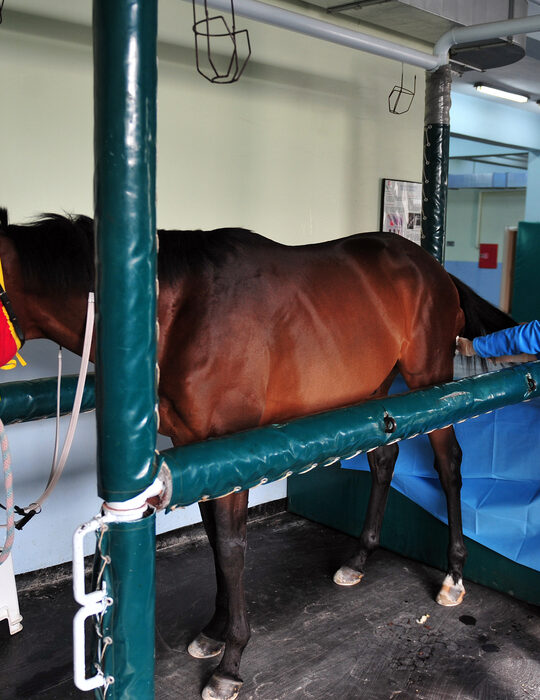 horse-gelding-surgery-procedure-with-veterinarian