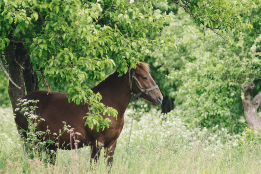 horse grazing in the orchard grass