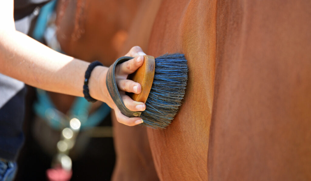 horse grooming