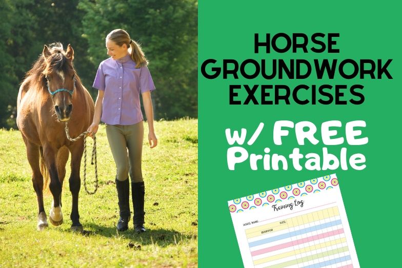 horse groundwork exercises for beginners w free training log helpful horse hints