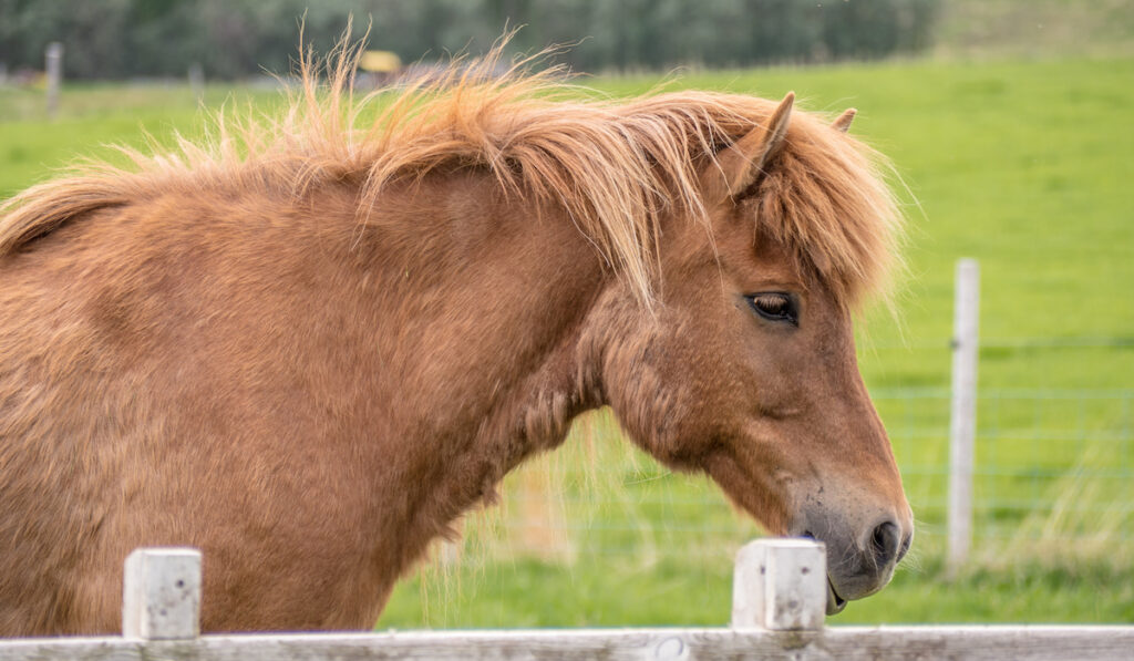 horse hair not properly cared for