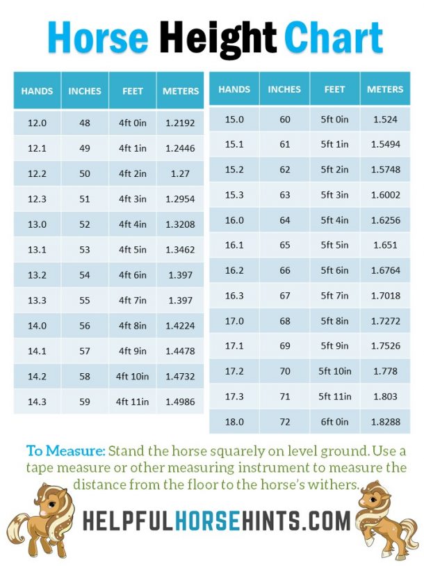 Measuring Horse Height in Hands with Chart Helpful Horse Hints