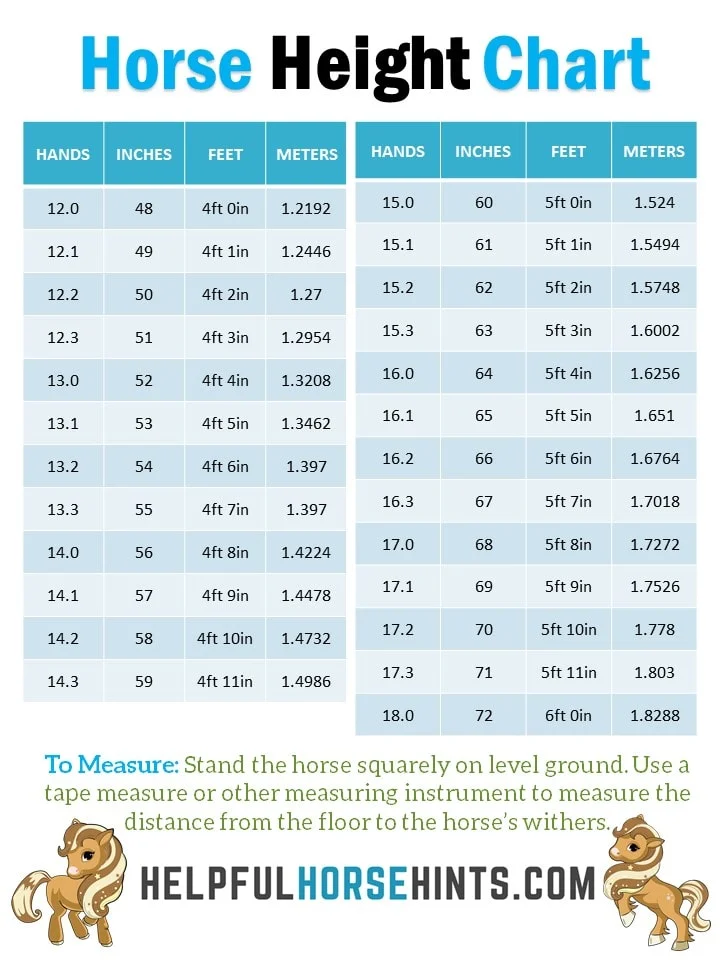 Measuring Horse Height In Hands With Chart Helpful Horse Hints measuring-horse-height-in-hands-with-chart-helpful-horse-hints