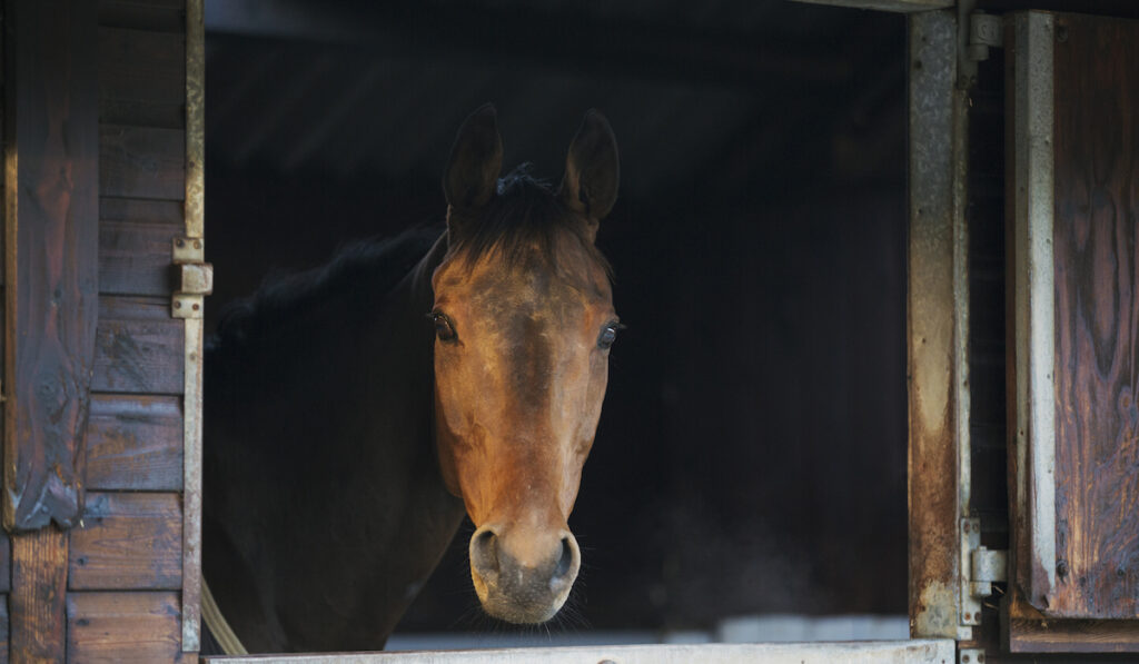 horse in a stable 