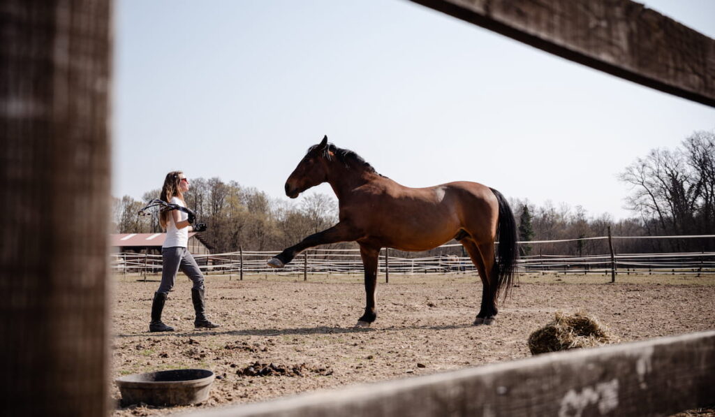 horse in paddock