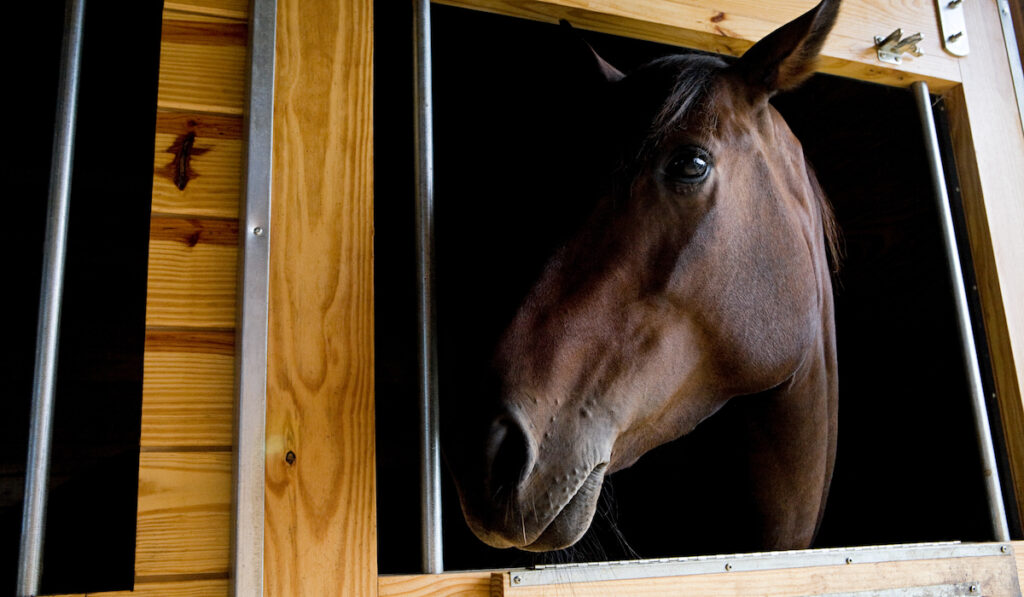 horse in stable