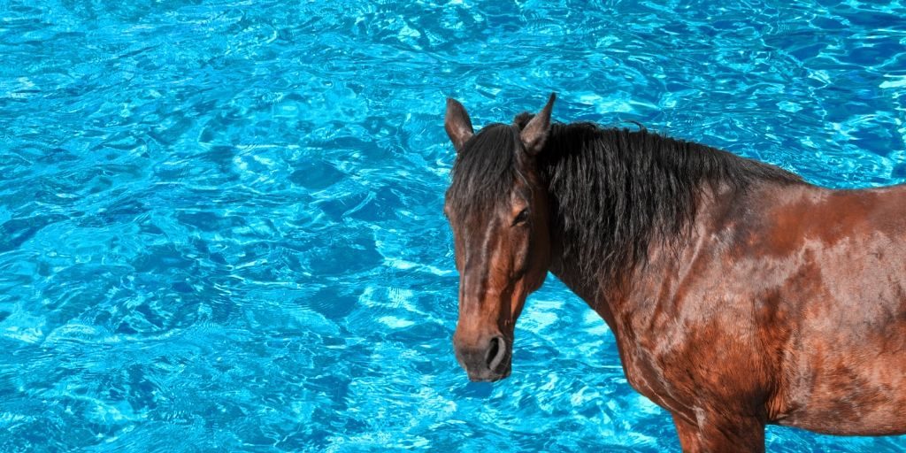 horse in water