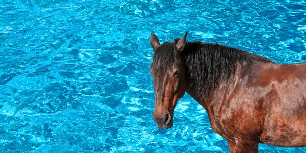 Can Horses Swim? Tips To Know Before Taking Your Horse to Swim
